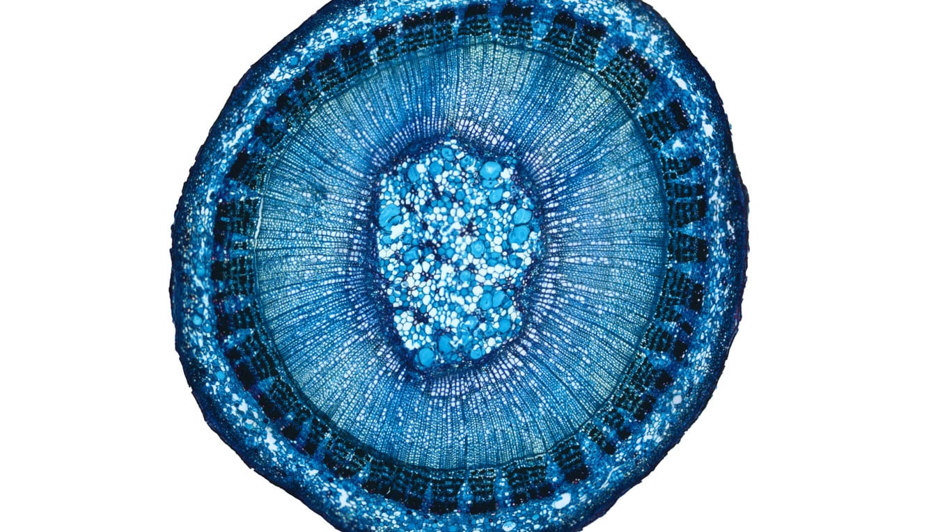 Tilia Stem, Brightfield, 120i 2.5X Plan APO Infinity Corrected Objective